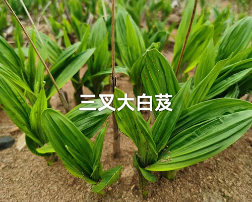 白芨?jìng)?.jpg